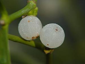 Laubholz-Mistel