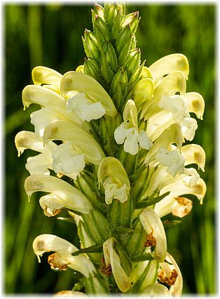 Pedicularis comosa