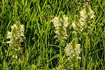 Pedicularis comosa