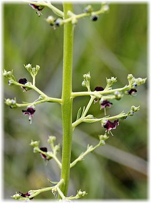 Scrophularia canina