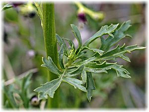 Scrophularia canina