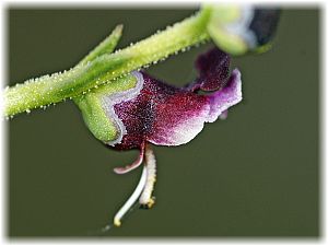 Scrophularia canina