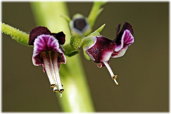 Scrophularia canina