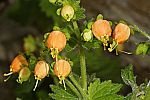 Scrophularia chrysantha