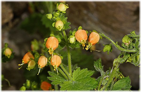 Scrophularia chrysantha