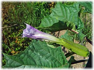 Datura stramonium