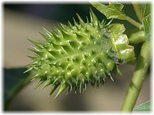 Datura stramonium