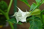 Datura stramonium