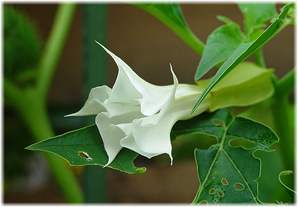 Datura stramonium