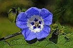 Nicandra physaloides