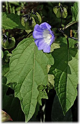 Nicandra physaloides