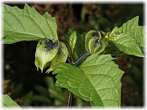 Nicandra physaloides