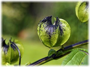 Nicandra physaloides