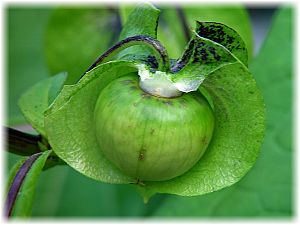 Nicandra physaloides