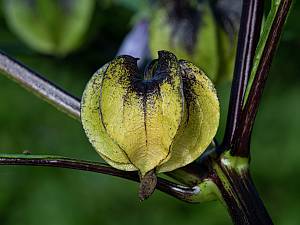 Nicandra physaloides