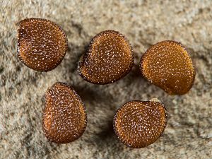 Nicandra physaloides