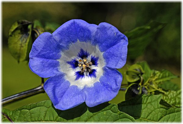 Nicandra physaloides