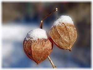 Physalis alkekengi