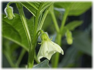 Physalis alkekengi