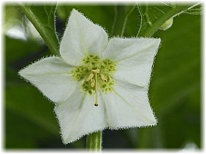 Physalis alkekengi