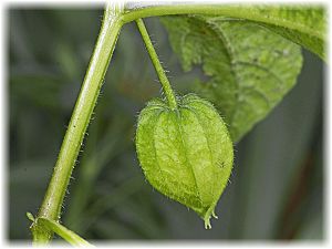 Physalis alkekengi