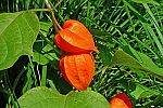 Physalis alkekengi