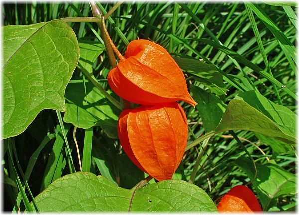 Physalis alkekengi