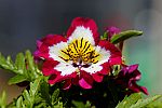 Schizanthus wisetonensis