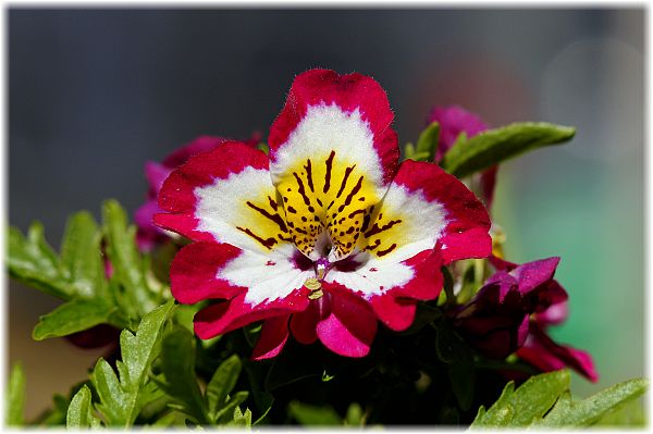 Schizanthus wisetonensis