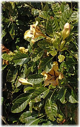 Solandra grandiflora