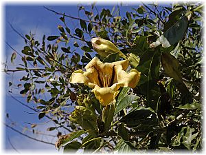 Solandra grandiflora