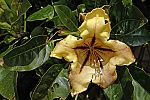 Solandra grandiflora