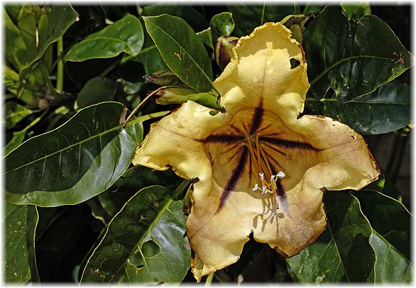 Solandra grandiflora