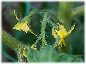 Solanum lycopersicum