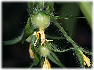 Solanum lycopersicum