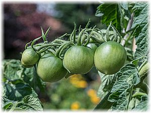 Solanum lycopersicum