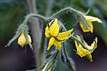 Solanum lycopersicum