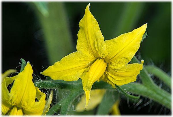 Solanum lycopersicum