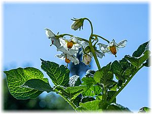 Solanum tuberosum