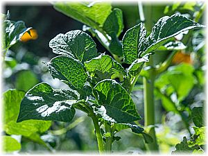 Solanum tuberosum