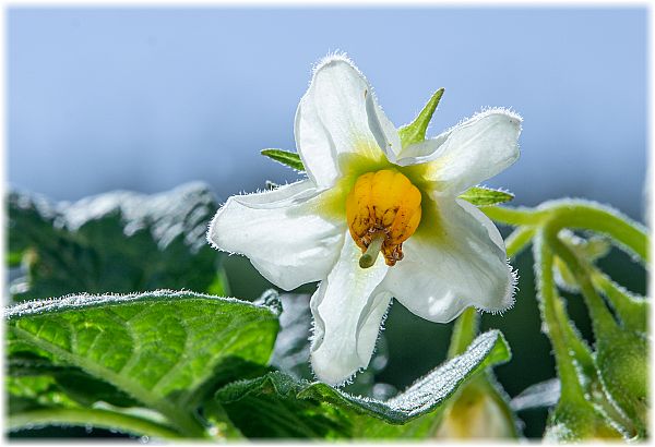 Solanum tuberosum