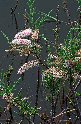 Tamarix parviflora