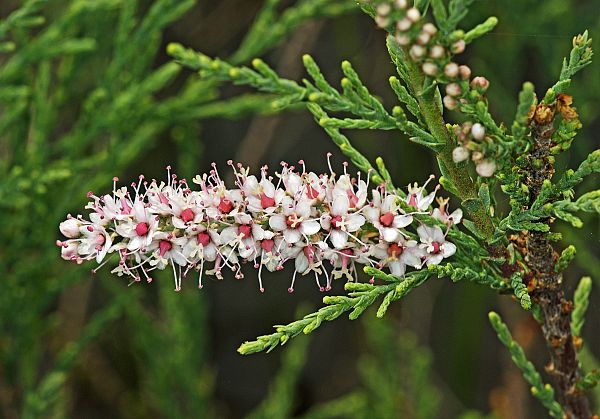 Tamarix parviflora