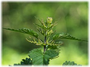 Urtica dioica