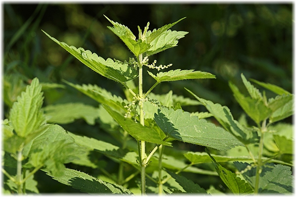 Urtica dioica