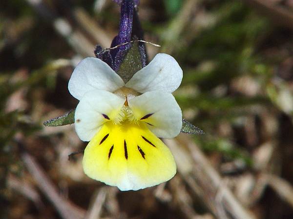 Viola arvensis