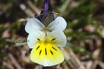 Viola arvensis