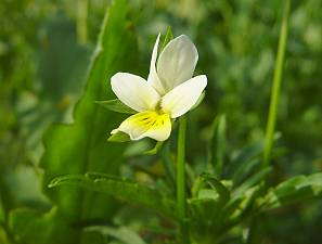 Viola arvensis