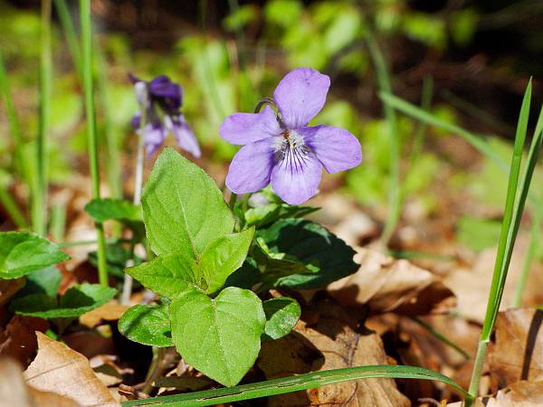 Viola canina