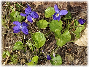 Viola hirta